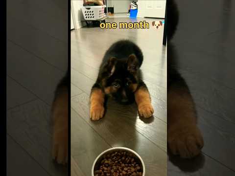 one month vs one year German shepherd #trending ##feed #lovesong #dog #viralshorts #puppy
