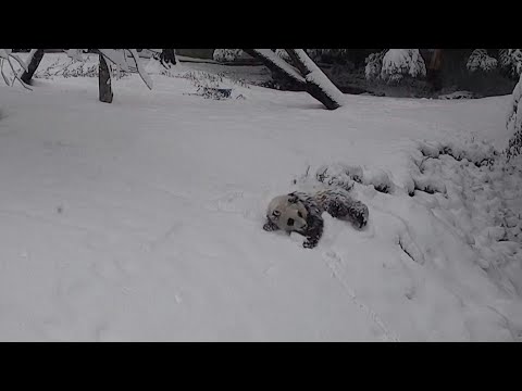 Tempête aux Etats-Unis: le bébé panda Xiao Qi Ji joue dans la neige | AFP