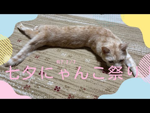 【猫動画】7/7七夕ミャンコ祭りだにゃ!〜にゃんともパレード〜#猫動画#猫#438