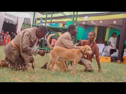 UTASHANGAA HAWA MBWA KAMA BINADAMU,WAMILIKI WAFUNGUKA MAAJABU YAO