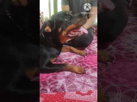 Guest എപ്പോളും എന്റെ വീക്നെസ്സാ😊 | unofficial #Isabella #Rottweilerdog #pets #shorts #youtubeshorts