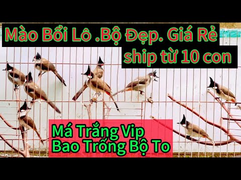 Mào Bổi Lô giá Rẻ . Hơn trăm ngàn /1 . ship toàn quốc từ 10 con . Má Trắng Tuyển Vip..✅lh 0962173954
