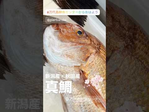 新潟産・秋田産 眞鯛🌸 #萬代島鮮魚センター #萬代島鮮魚センターからおはよう #shorts