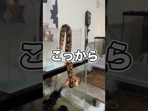 腹ペコの蛇がケージから飛び出てきてしまいました！！！！！！！！