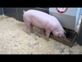 Свиноводство: Свиньи. Обзорное видео Золотая Осень 2010