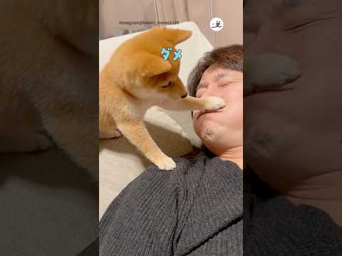 猫の動画サムネイル - ペロペロしてくるから反撃してみた｜PECO
