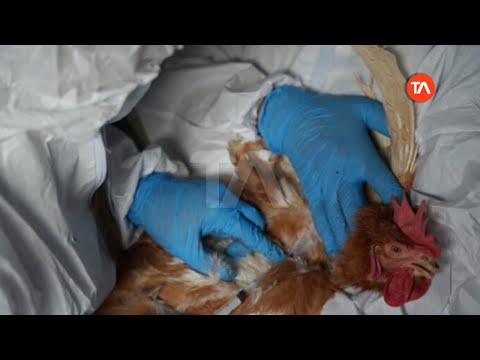 Nueva alerta en avícola de reporte de caso de gripe aviar