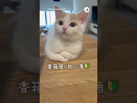 猫の動画サムネイル - 【子猫】初々しい香箱座りをどうぞ｜PECO