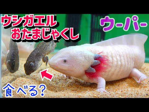大型化したウーパーを新しい水槽へ！オタマジャクシを食べるのか？【ウーパー引っ越し後編】