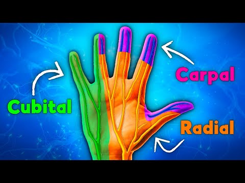 The 3 most common nerve compressions in the upper limb - easily alleviate symptoms at home!