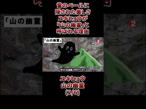雪のベールに隠された美しさ。ユキヒョウが「山の幽霊」と呼ばれる理由