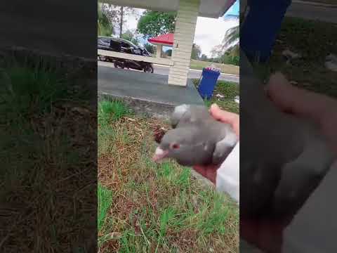 First toss 2025 clark Pampanga kaso di nakalipad