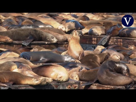 Más de mil leones marinos visitan estos días el muelle de San Francisco