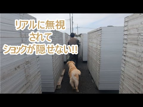 犬の動画サムネイル - うわーっリアルに朝から無視されてショック。ゴールデンレトリバーティト