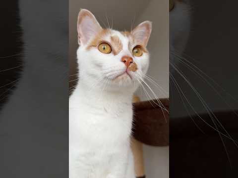 猫の動画サムネイル - お外をパトロールするトロしゃん #shorts