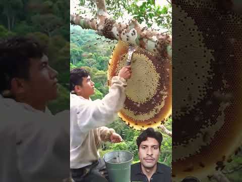 #bee #honey #life #nature #savethebees #bees #automobile #cutebaby #funny #cute #short #shorts