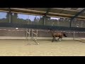 Springpaard Stoere 3 jarige ruin v. Gailliard de la Pomme