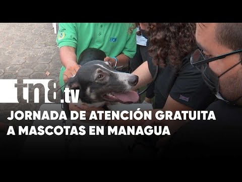 MINJUVE anuncia fechas de atención gratuita a mascotas en Managua - Nicaragua
