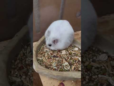 #hamsters #cuteshorts #petloversunite