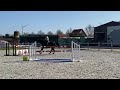 Show jumping horse Brave merrie te koop