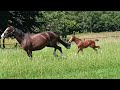 Dressage horse Top Jaarling van Jameson RS