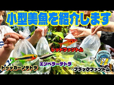 【アクアリウム】手軽に飼える小型の熱帯魚を紹介します（珍しいカラシンから定番まで小型美魚ってどんなの？）