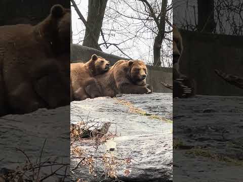 Brown Bears hugging outdoors on a 40 degree winter day.