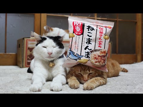 猫の動画サムネイル - うずまきLIVE配信？　放置？　朝まで？　2025年06月08日
