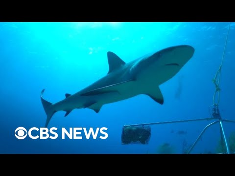 Inside the fight to save reef sharks from extinction