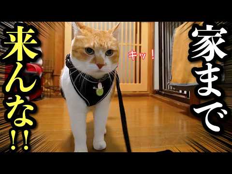 散歩中にバチバチだった野良猫が…まさかの家まで来やがった