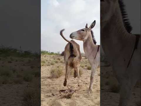 #animals #anmals #catfunny #cow #catvideos #travel #donkey #camel #shorts #shortvideo #short #viral