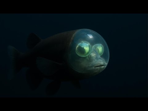 🪸 Barreleye Fish – The Transparent Creature That Reveals Its Brain | Strange Deep Sea Animal