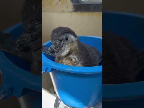 猫の動画サムネイル - 4/15ふ化🐣フンボルトペンギン生後56日目