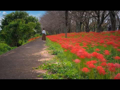 秋の畑と変わりゆく季節🥦🍁|豊かさを感じる田舎暮らし