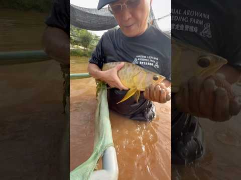 Harvesting baby Asian arowanas #arowana #aquarium  