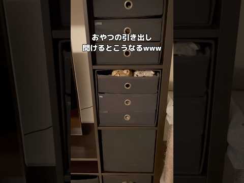 おやつを開けたら猫たちの驚きと可愛さ爆発 サムネイル