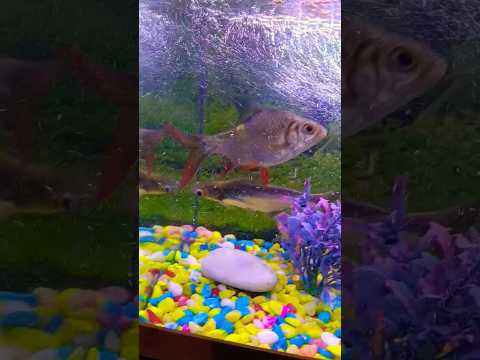 #fishingvideo #megaquarium #newmusic #newsong #remix 🐠🐠🐠😍😘🥰🤩🙏🙏