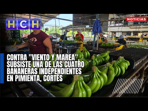 Contra viento y marea, subsiste una de las cuatro bananeras independientes en Pimienta, Cortés