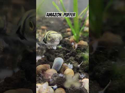#amazon #pufferfish #aquariumfish #fish #water #sm 