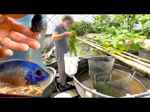Setting up a 300-gallon cichlid breeding vat •� Charles selects breeders for our Copadichromis borleyi, a species of cichlid from African's Lake Mal