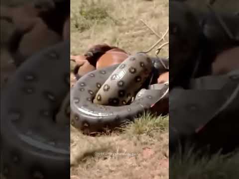 Heli Cam Over Manaus: Anaconda vs Horse #viral