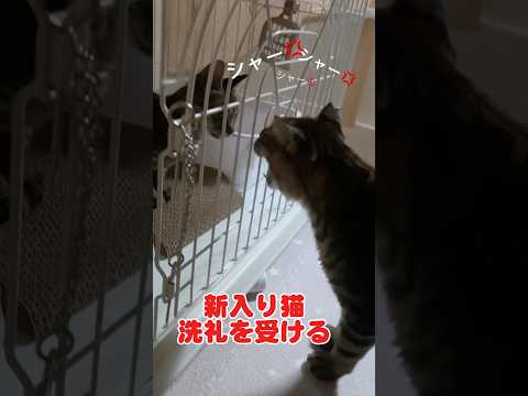 先住猫の洗礼が強烈だった保護子猫の成長記録#保護猫#子猫#shorts