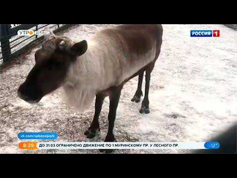 В Ленинградском зоопарке самки оленей сбрасывают рога