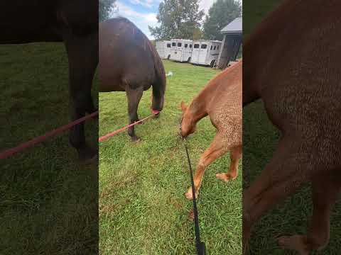 Fox & Diesel, D & Foxy Boy - the best of buds 🐴🫶#fox #diesel #foxyboy #horse #happyboys