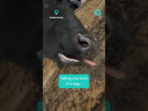 Deeply Sleeping Cow || ViralHog Shorts