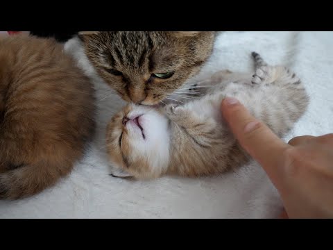 The baby kittens are so cute that the cats and owner fight over them...