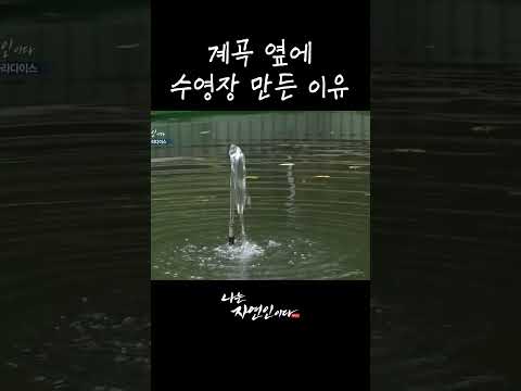 <strong>계곡</strong> 옆에 수영장 만든 이유 #shorts
