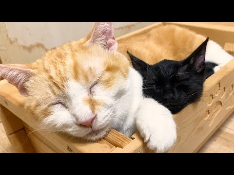 先住猫の横で笑いながら幸せそうに寝る子猫