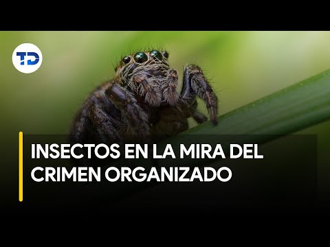 Delitos ambientales: insectos ticos en la mira del crimen organizado