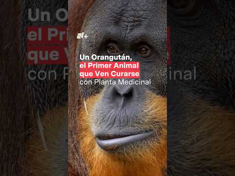 Un orangután, el primer animal que ven curarse con planta medicinal - N+ #shorts